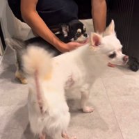 お兄ちゃんの帰りを待つこげまる君8