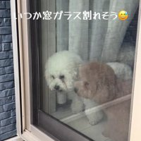 飼い主の帰りを喜ぶ小型犬