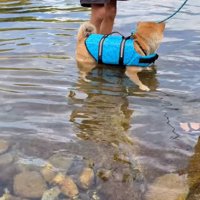 立ち上がった柴犬