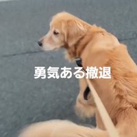 着ぐるみの方を見ながら小走りする犬