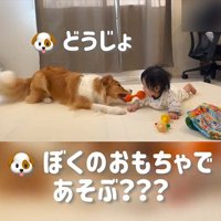 赤ちゃんを遊びに誘うまめ君2