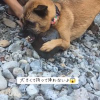 石を取り上げようとしたら豹変！