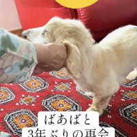 ナデナデを大満喫