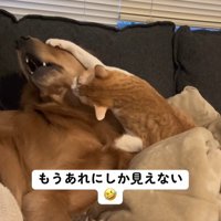 まるでトム・ブラウンのツッコミ！？
