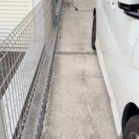 立ち止まる大型犬