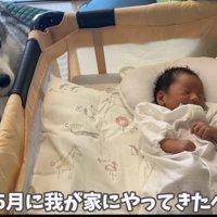 赤ちゃんとハスキーの出会い