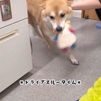 おもちゃをくわえて部屋をぐるぐる…