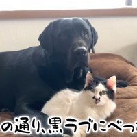 ムニくんと猫たちの尊い関係6
