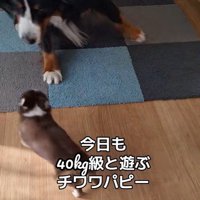 お姉さん犬が前足をぴょんぴょん