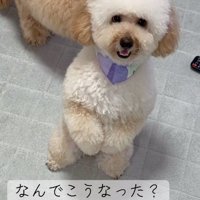 色が薄くなったふくくん1