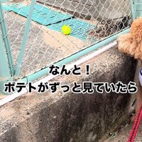 ボールを見る犬2