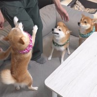 愛が止まらない4匹♡