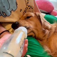 うっとりした顔をしながらミルクを飲む犬