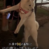 「看板が怖いよ～…」