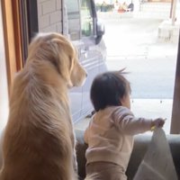 同じ方向を見つめる犬と赤ちゃん