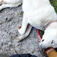 横になり眠る犬