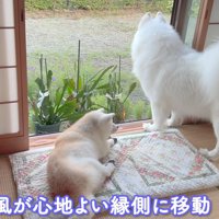 縁側でまどろむ2匹