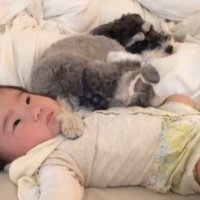 赤ちゃんを枕にするトトちゃん4