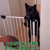 柵から身を乗り出して赤ちゃんを見つめる犬