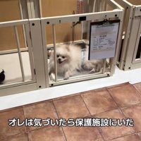 木ノ葉丸くんとの出会い