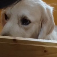 睨んで「大嫌い！」とアピール