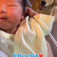 赤ちゃんを笑顔で見つめる犬