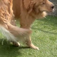 水遊びするごん君