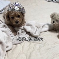 ちくわちゃん