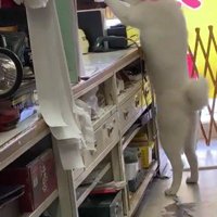 頼もしい梅子ちゃんでした