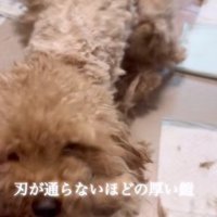 刃が通らないほどの硬さだった