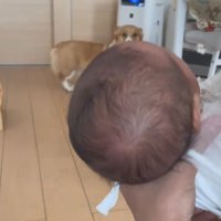 見つめる犬