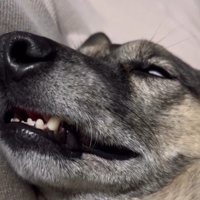 白目をむいて爆睡