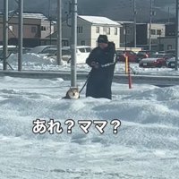 飼い主の方に目をやる柴犬