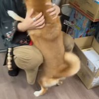 投稿主へ飛びつく柴犬