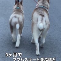 並んで散歩する2匹の犬