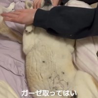 指示に反応しない犬