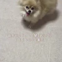 お散歩と聞くだけで大喜び♪