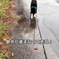 水たまりに興味津々のくろまめ君2