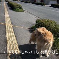 歩道で振り返る犬