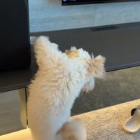 ガムテープを取りたいぬい君9