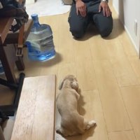 パパに叱られたむうちゃん