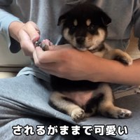 いい子で爪切り中のつつじちゃん