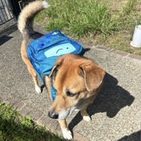 ピカピカのリュックでお出かけ