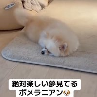 眠ったまましっぽをフリフリ♪