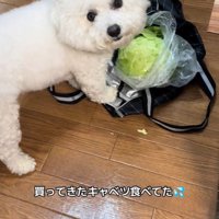 おから君の行動4