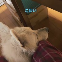 雷が鳴った時のリリーちゃん＆タンタンちゃん3