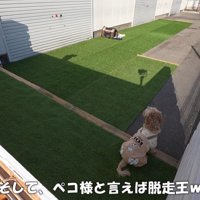 大人しくしているポピーくん