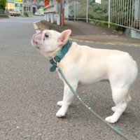 サイレンを聞いて遠吠えをする犬