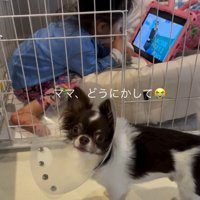「ママ、どうにかして！」