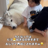 男の子に見つめられる犬